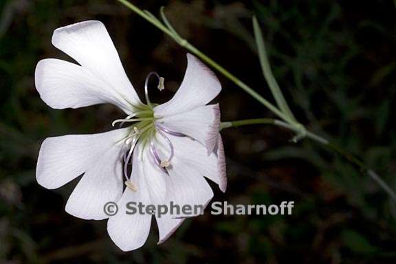 silene swertiaefolia 1 graphic